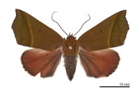 藏品(紅衣瘤蛾)的圖片